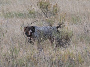GSPCO Club Hunt
