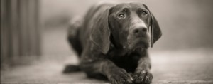 German Shorthaired Pointer Rescue