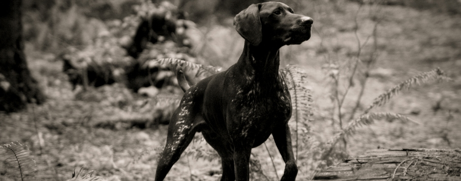 BREED STANDARD - The German Shorthaired Pointer is a versatile hunter, an all-purpose gun dog capable of high performance in field and water. The judgement <a style="text-decoration:underline; color:#fff" href="http://gspcluboforegon.org/uncategorized/breed-standard/ ">Continue </a>